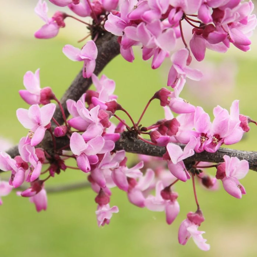 A Cercis canadensis júdásfa rózsaszín virágai lombfakadás előtt díszítenek.