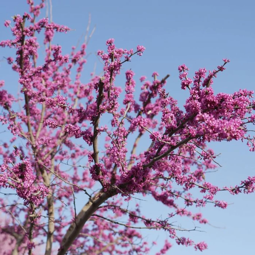 Sűrűn borítják élénk rózsaszín virágok a még levéltelen júdásfát.