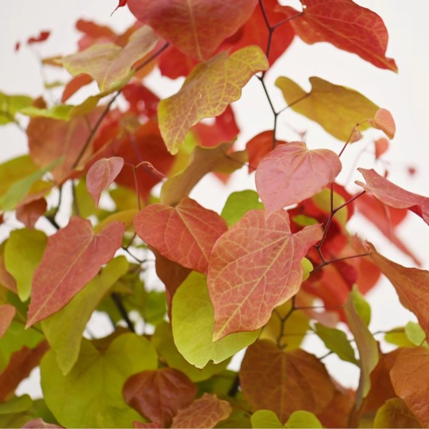 A Cercis szív alakú leveleinek kinézete.