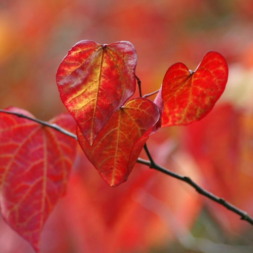 Júdásfa levelek őszi pompában.