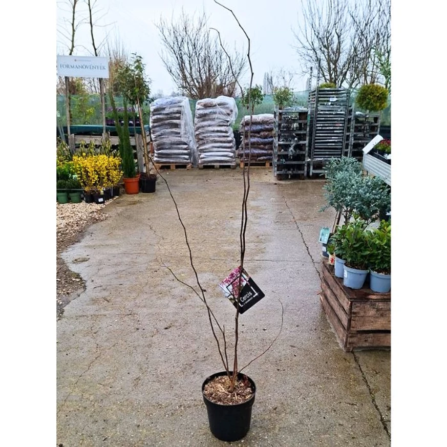 A júdásfa kora tavaszi állapota kertészetünkben.