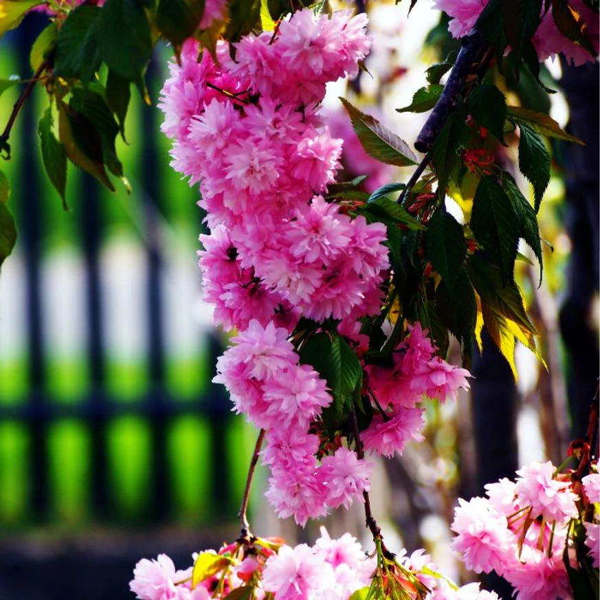A Prunus serrulata Kiku-Shidare Sakura lehajló ágai tömöttek a rózsaszín virágoktól.