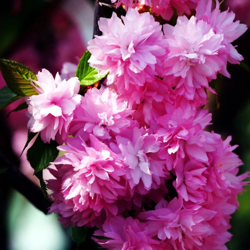 A Prunus serrulata Kiku-Shidare Sakura csüngő díszcseresznye telt virágai tavasszal nyílnak.