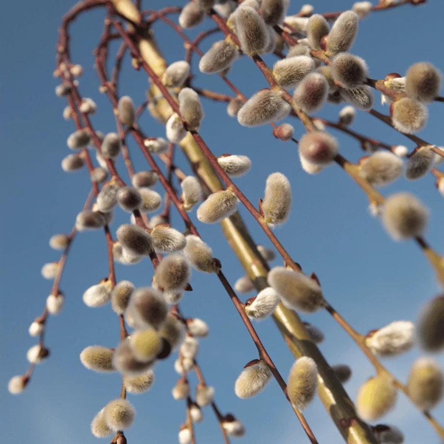 Salix caprea csüngő barka tavasszal.