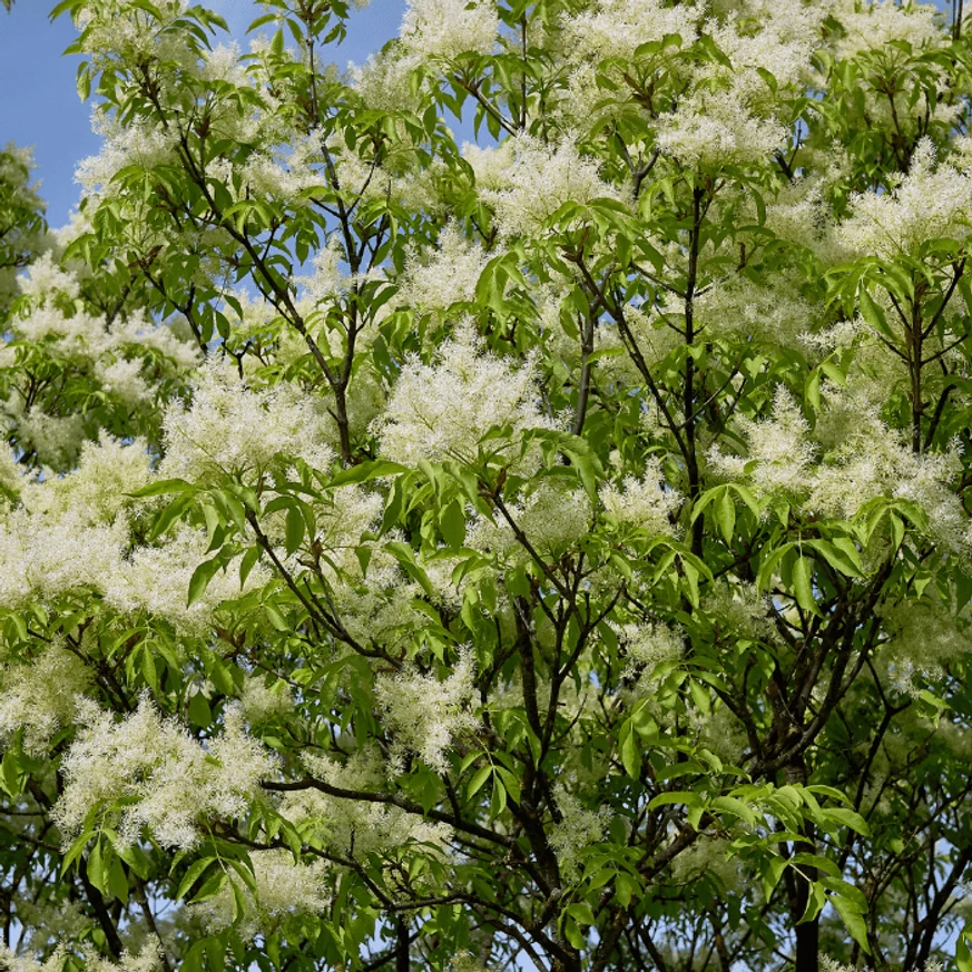 Fraxinus ornus Mecsek - Gömbkőris