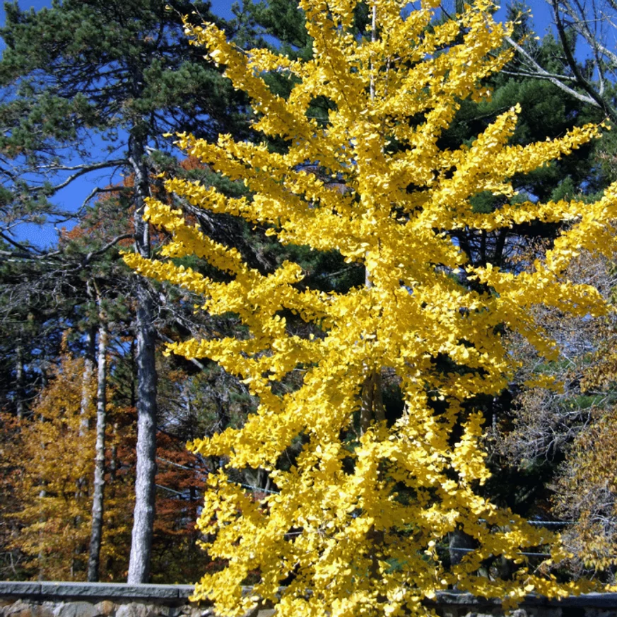 Kifejlett Ginko biloba sárga lombozata, ősszel.