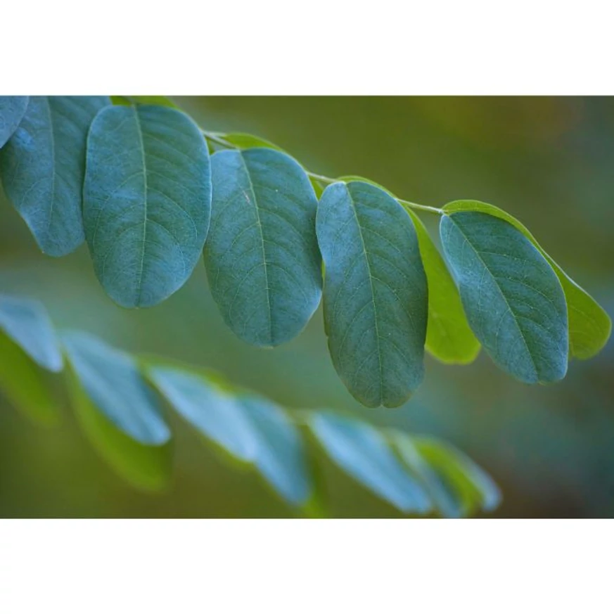 Robinia pseudoacacia Umbraculifera levelének kinézete közelről. 