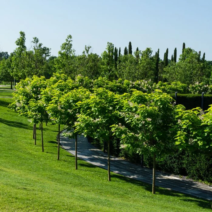 Catalpa bignonioides Nana TM 180 cm - Gömbszivarfa