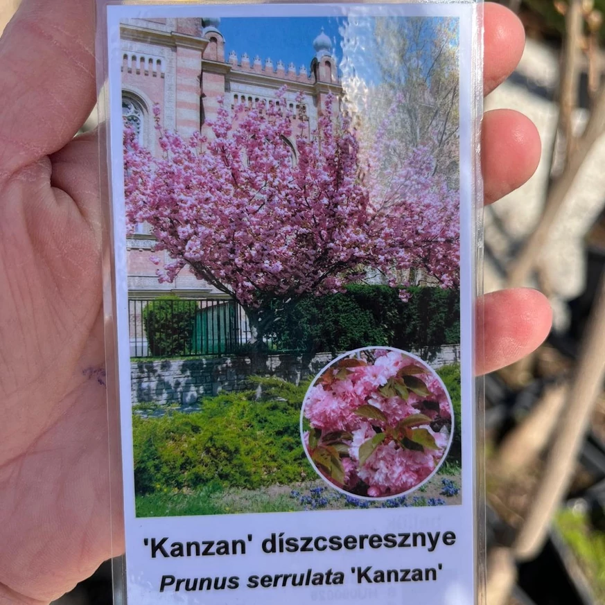 Prunus serrulata Kanzan növényeink címkéje.