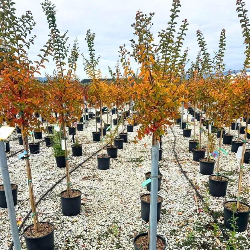 Magastörzsű, zöld lombú selyemmirtuszok őszi kinézete.