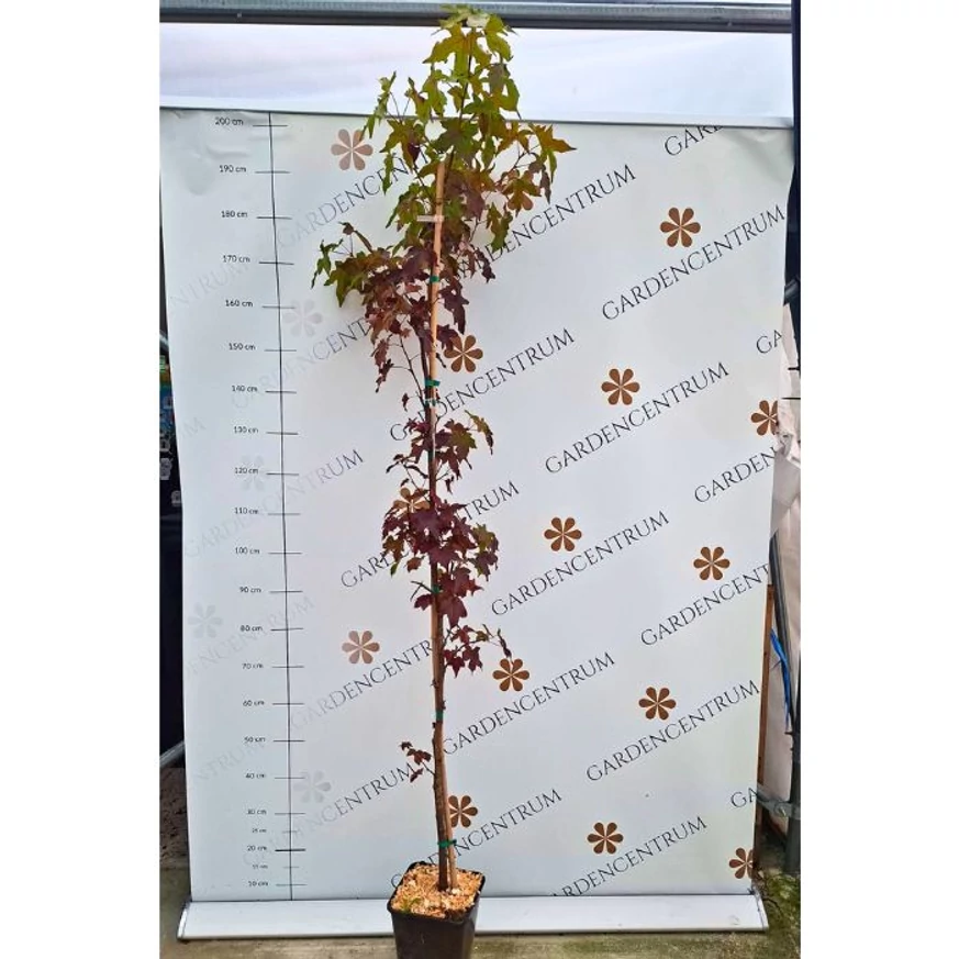 Amerikai ámbrafa mérete telephelyünkön.