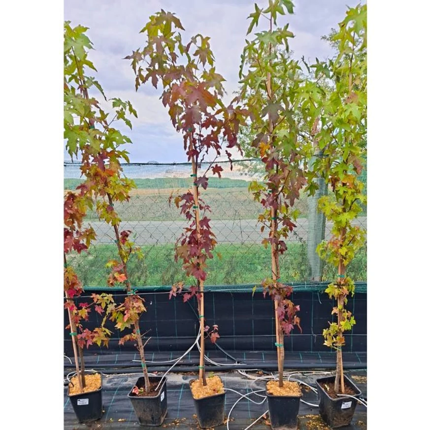 Liquidambar styraciflua amerikai ámbrafa növényeink október elején telephelyünkön.