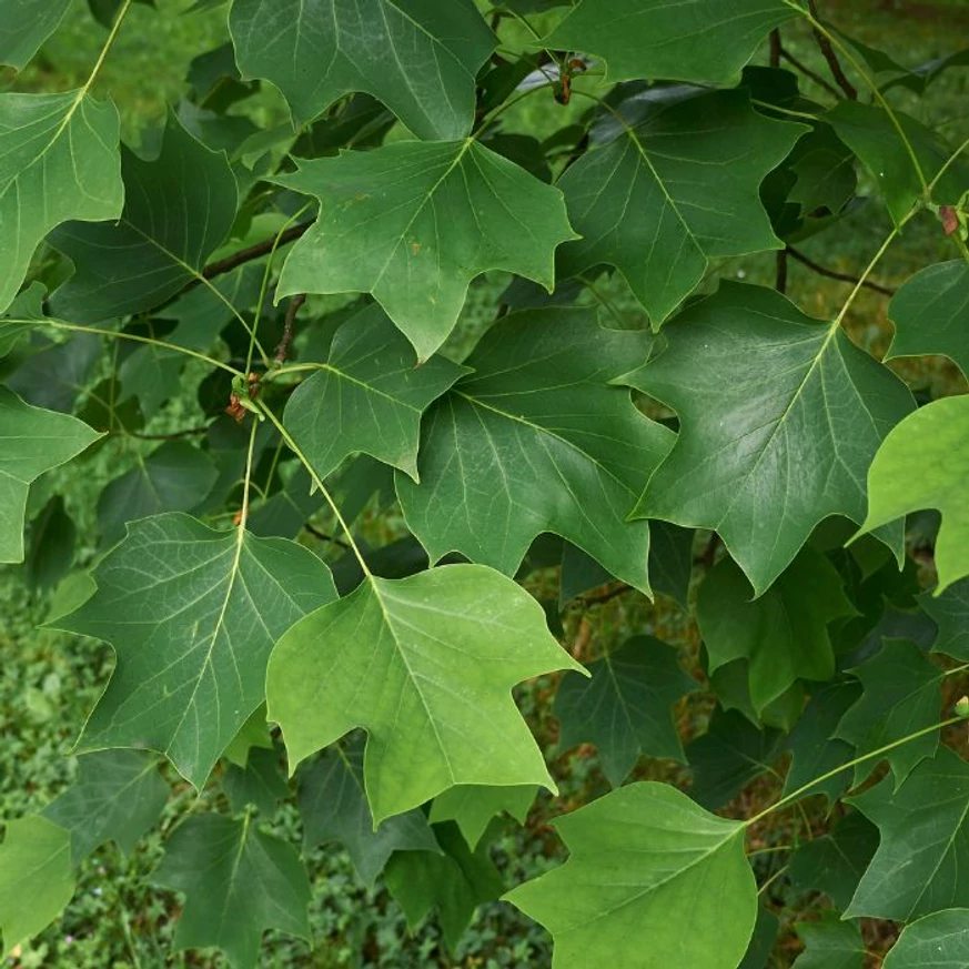 A tulipánfa tulipán alakú levelei.