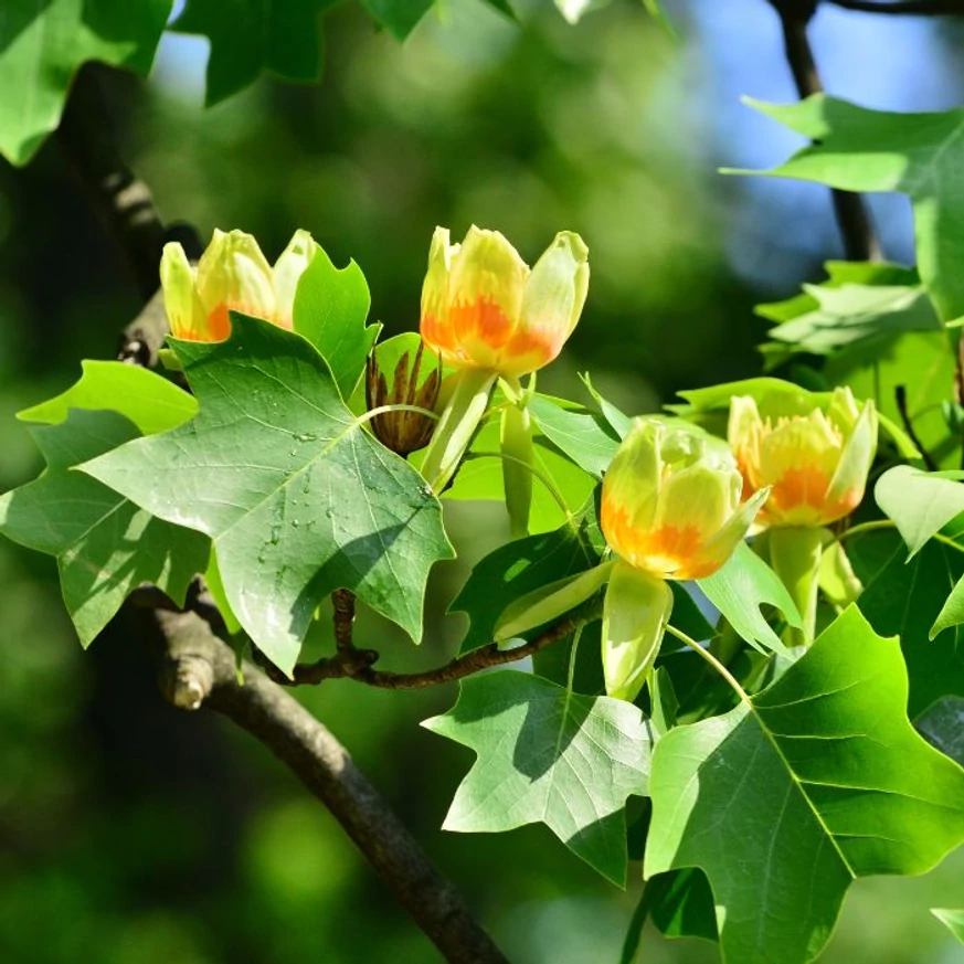 A tulipánfa virágai és levélzete a napfényben.