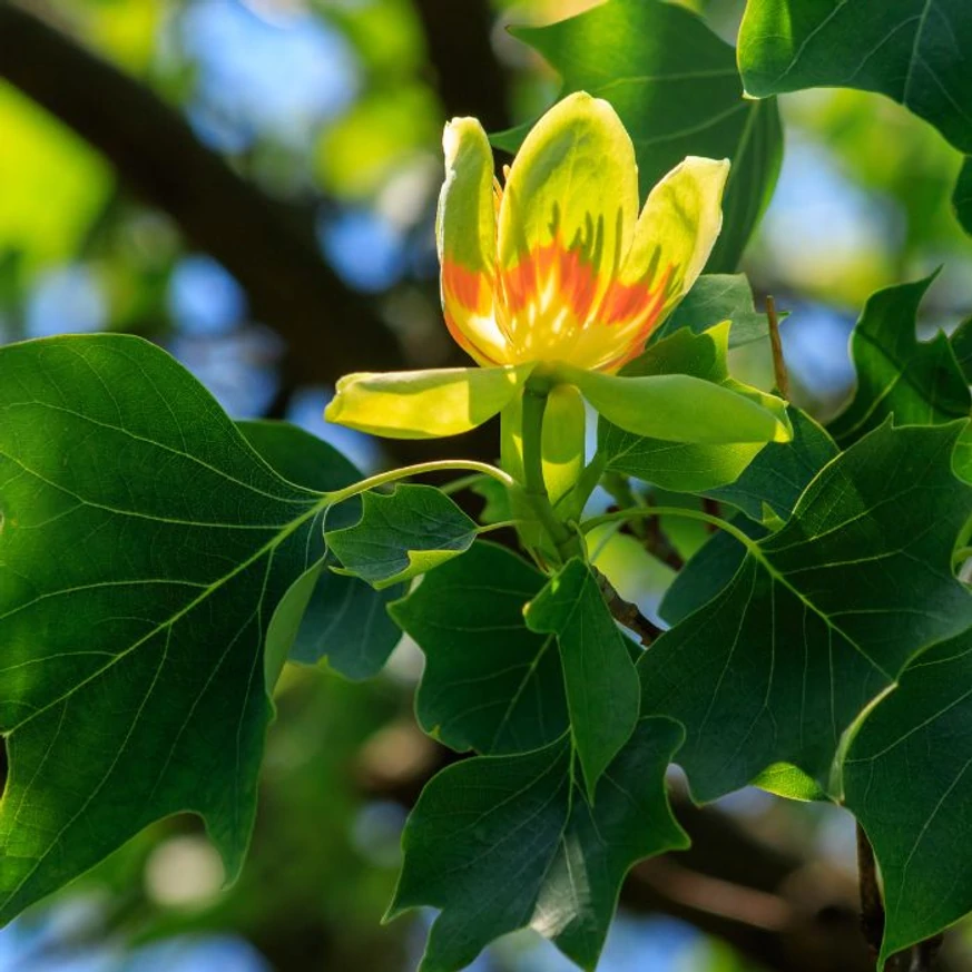 Napfényben sütkérező tulipánfa virágok.