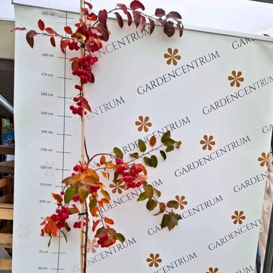A fiatal Malus Red Sentinel fák már bőségesen teremnek piros díszalmákat. 