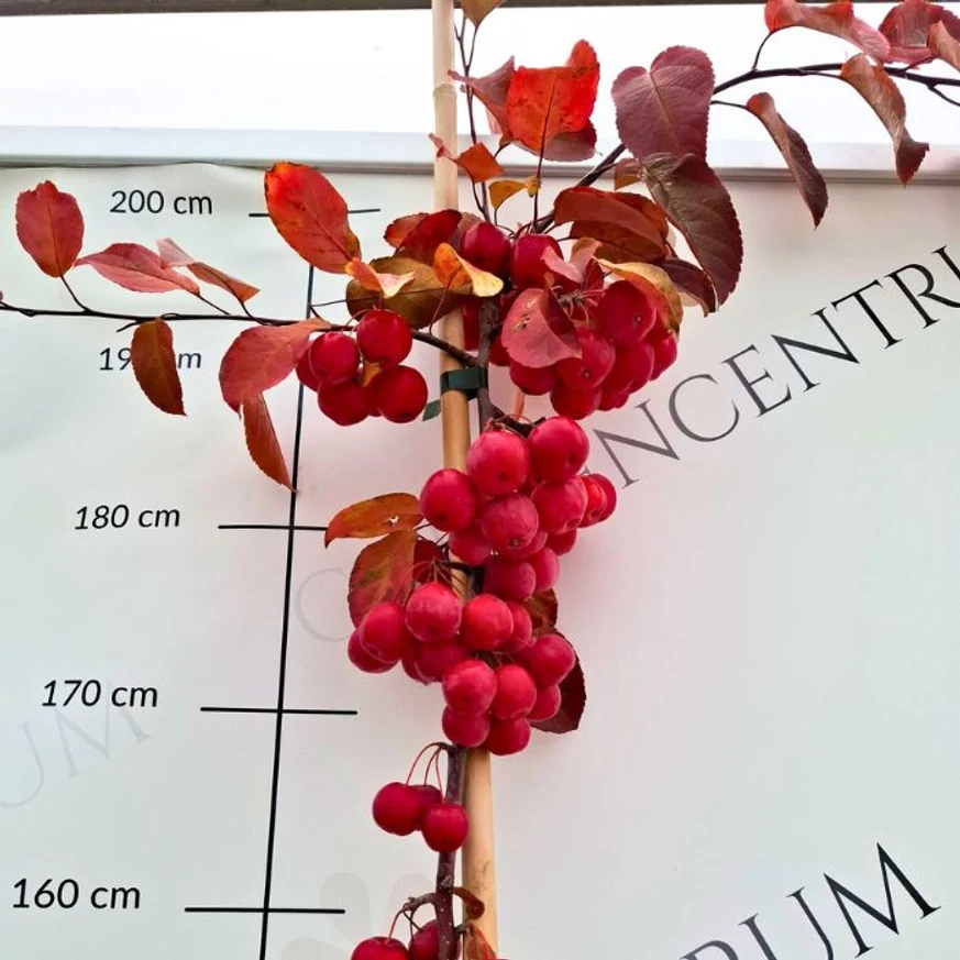 Red Sentinel díszalma piros termései és színes őszi levelei október végén.