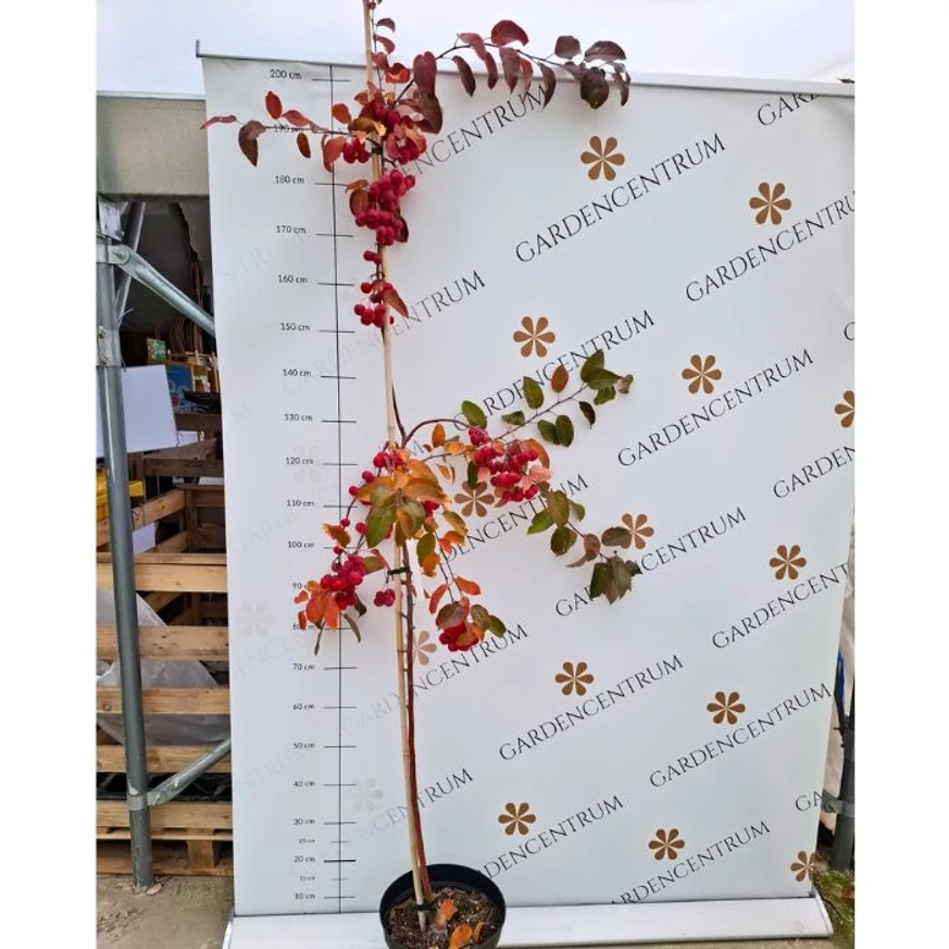 Kertészeti kínálatunkban levő Malus Red Sentinel díszalmafa kinézete és mérete októberben.