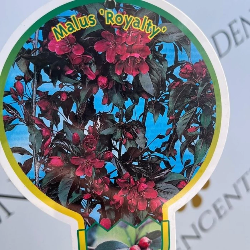 A Malus Royalty címkéje.
