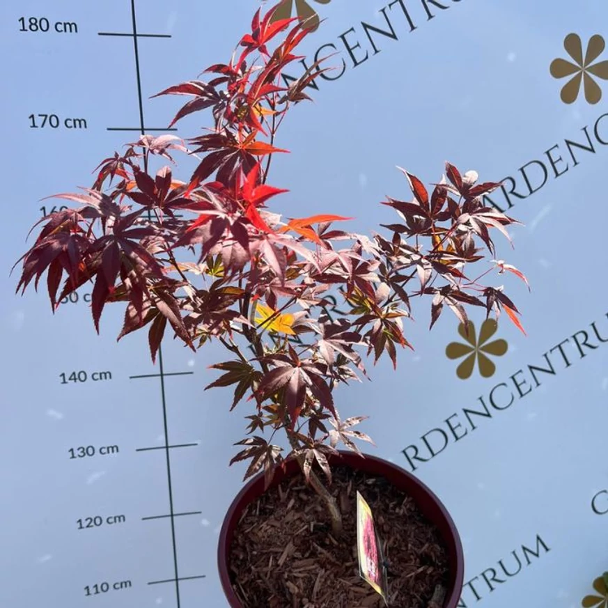 Acer palmatum Atropurpureum - Bonsai japán juhar