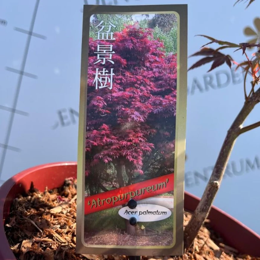 Acer palmatum Atropurpureum - Bonsai japán juhar