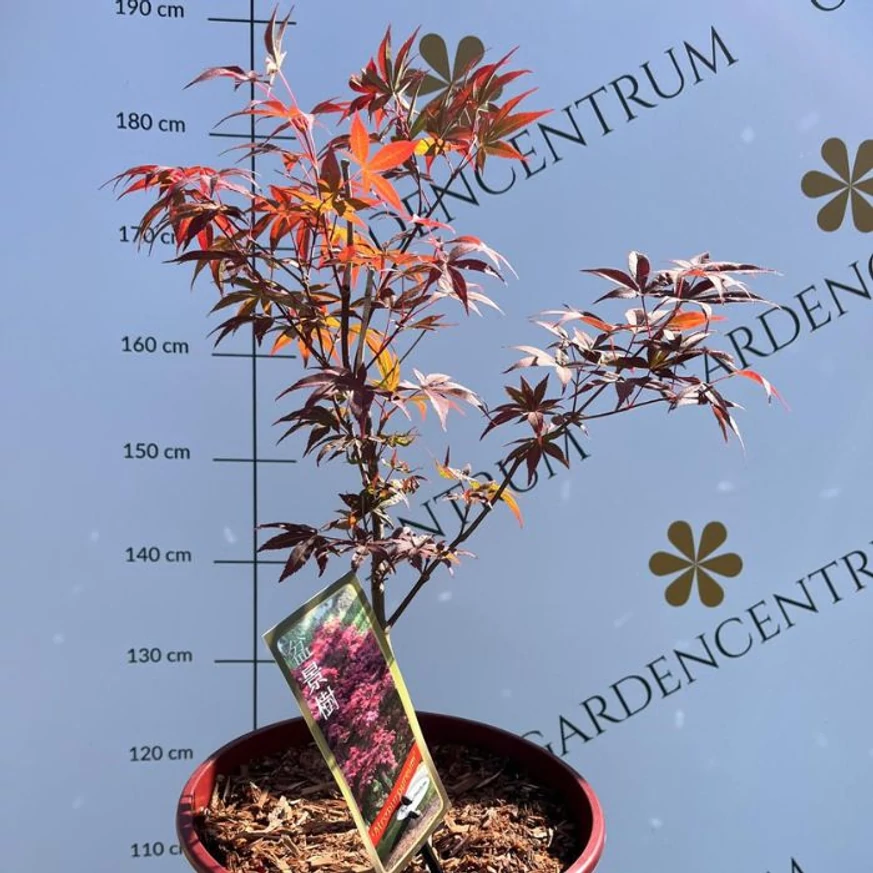 Acer palmatum Atropurpureum - Bonsai japán juhar