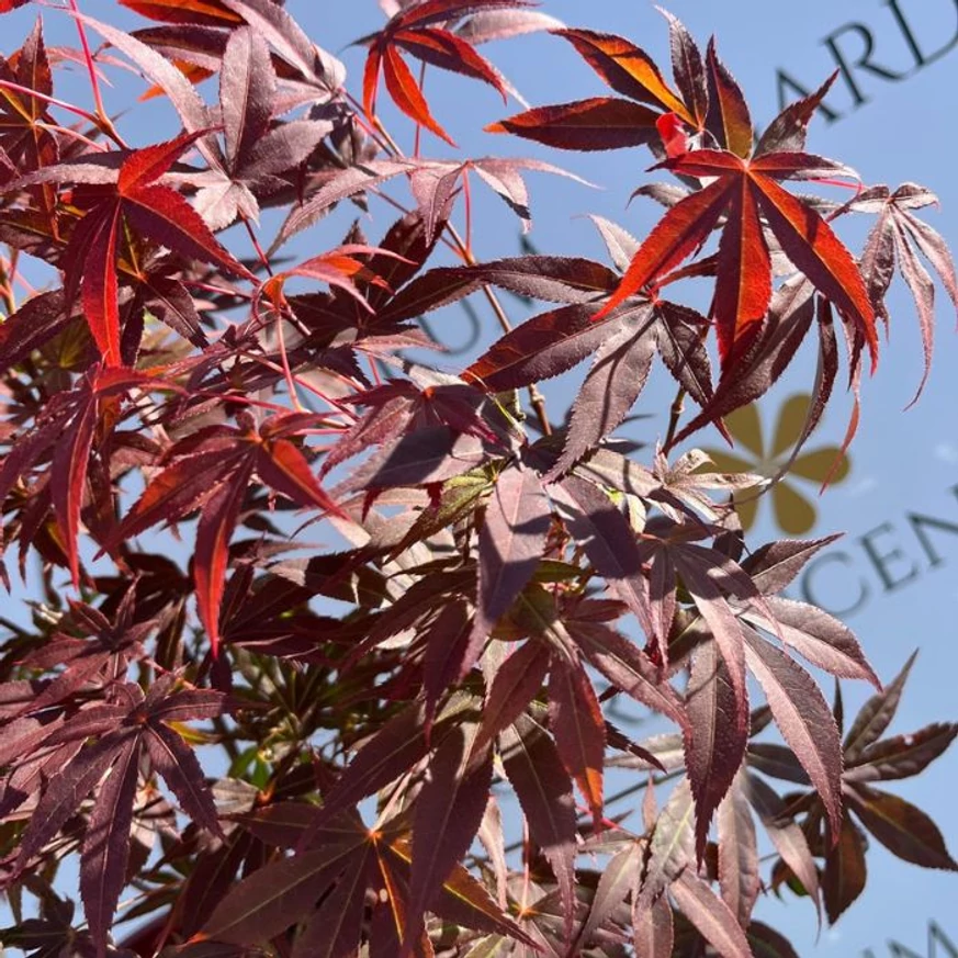 Acer palmatum Atropurpureum - Bonsai japán juhar