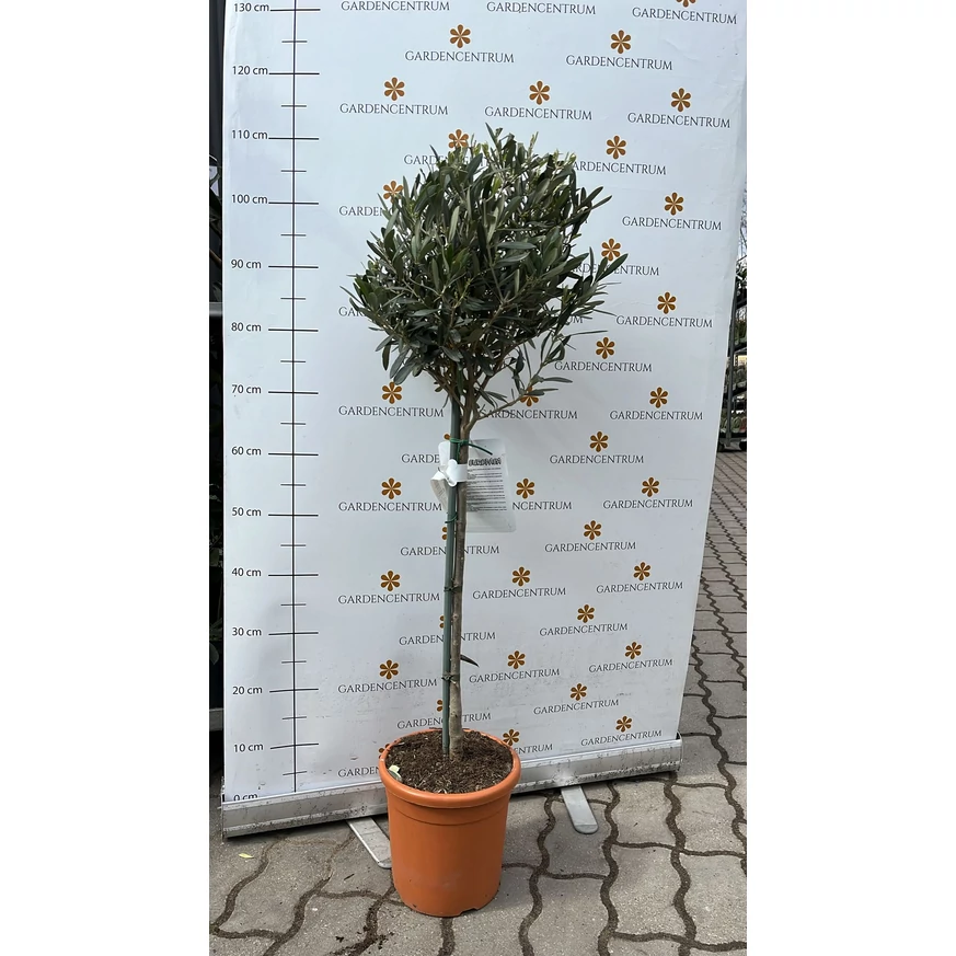 Olea europea MT50 - Olajfa