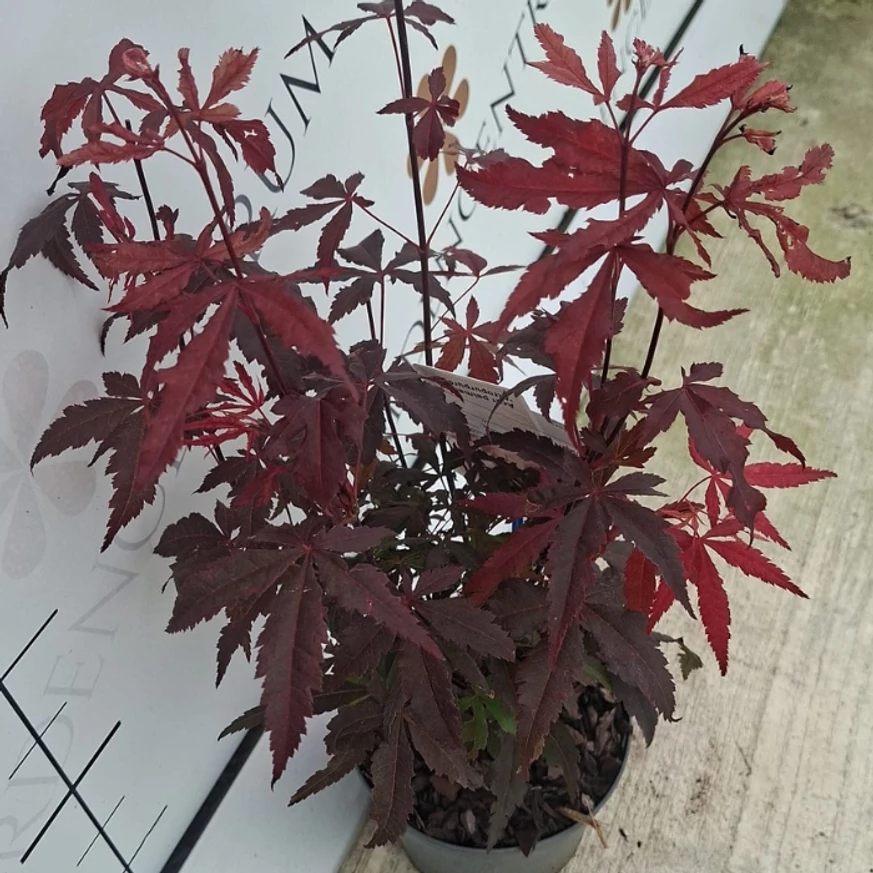 A bordó levelű japánjuhar levelei telephelyünkön szeptemberben. 