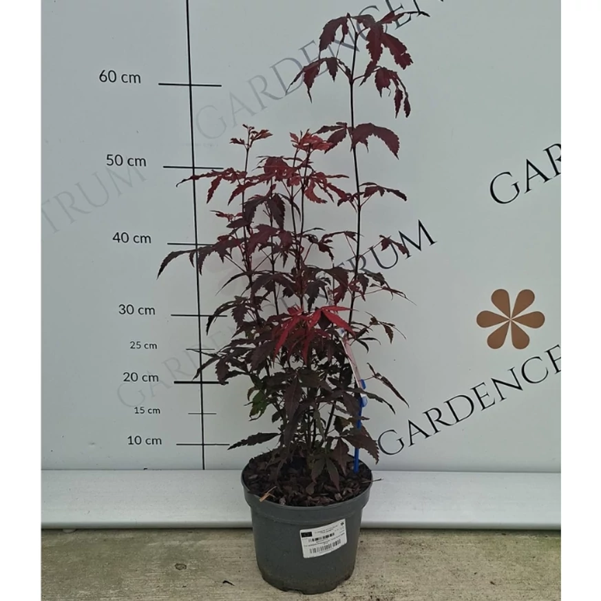 Bordó levelű japán juhar kertészeti webáruházunk telephelyén szeptemberben. 