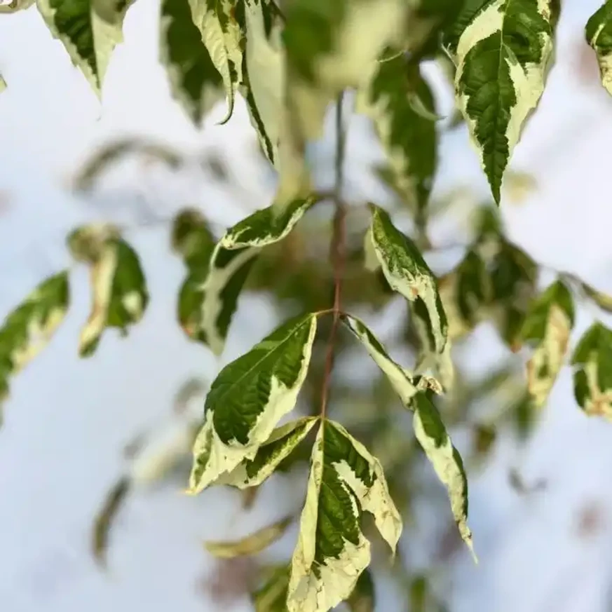 Acer negundo Flamingo egészséges, szép tarka levelei kertészetünkben.