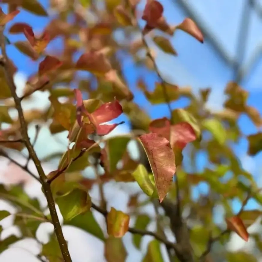 Pyrus calleryana Chanticleer díszfa őszi levélszíneződése kertészetünkben.