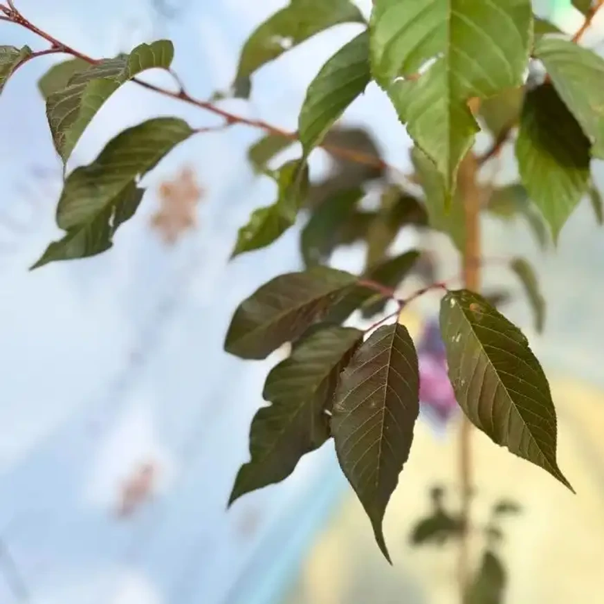 Prunus serrulata Royal Burgundy K30 - Bordó levelű díszcseresznye