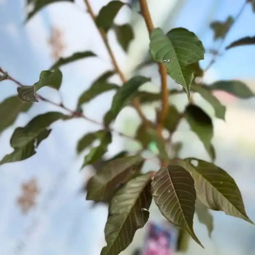 Prunus serrulata Royal Burgundy K30 - Bordó levelű díszcseresznye