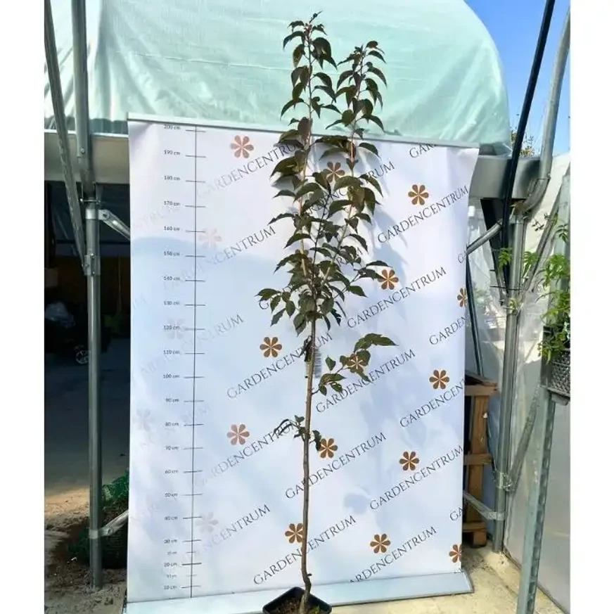 Prunus serrulata Royal Burgundy K5,6 - Japán díszcseresznye