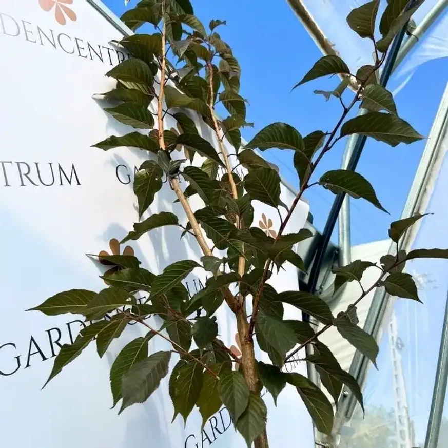 Prunus serrulata Royal Burgundy K5,6 - Japán díszcseresznye