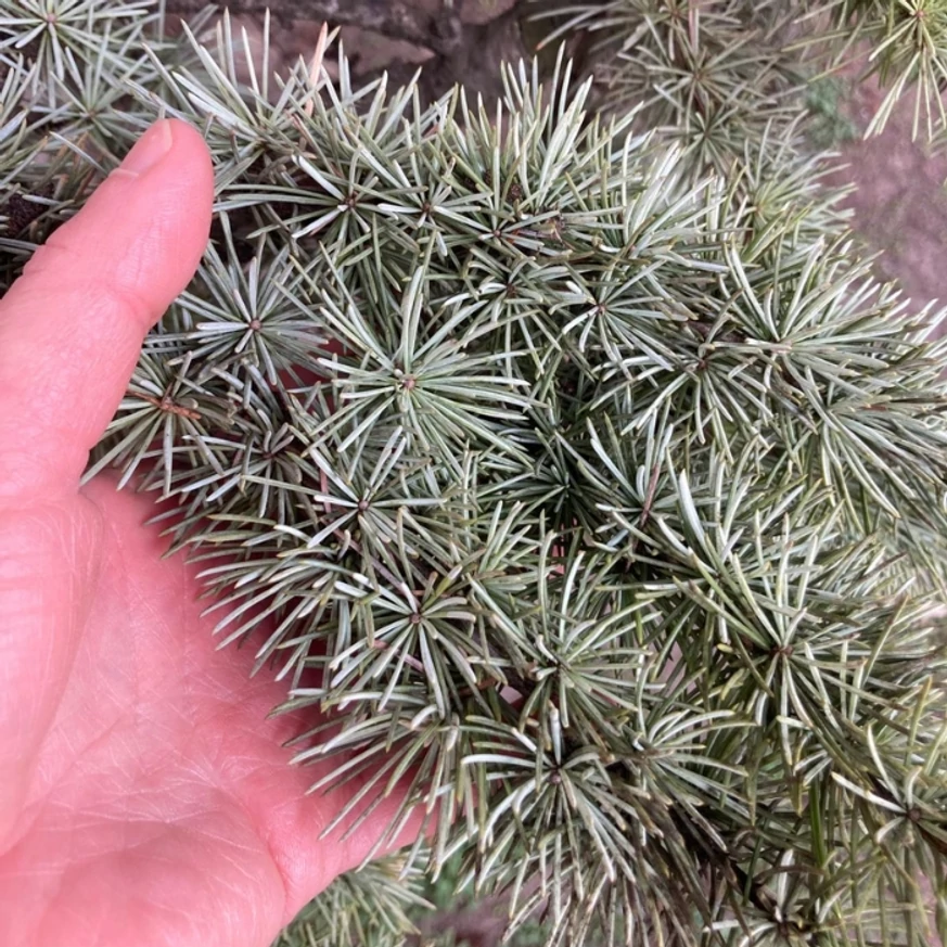 A kék atlaszcédrus acélkék tűlevelei beborítják a hajtásokat. 