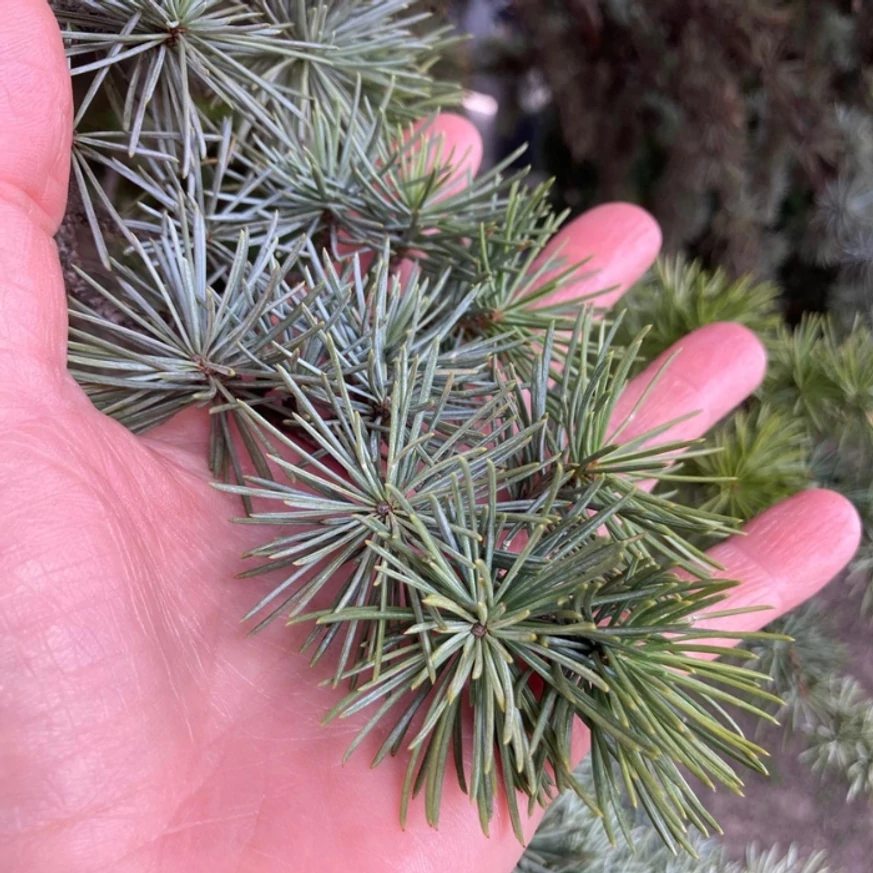 A kék atlaszcédrus acélkék tűlevelei közelről. 