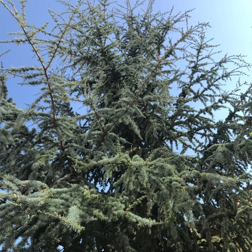 Kék atlasz cédrus kékes lombja. 