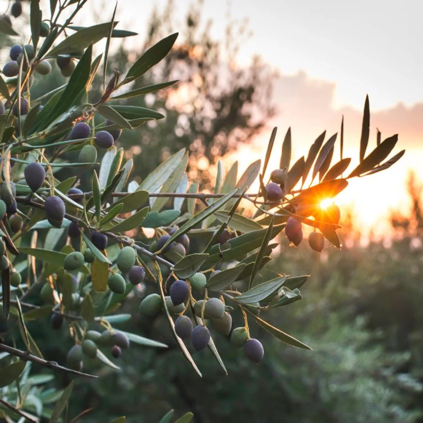 Olea europea MT50 - Olajfa