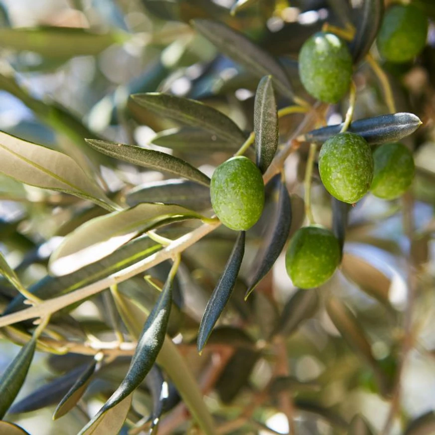 Olea europea MT50 - Olajfa