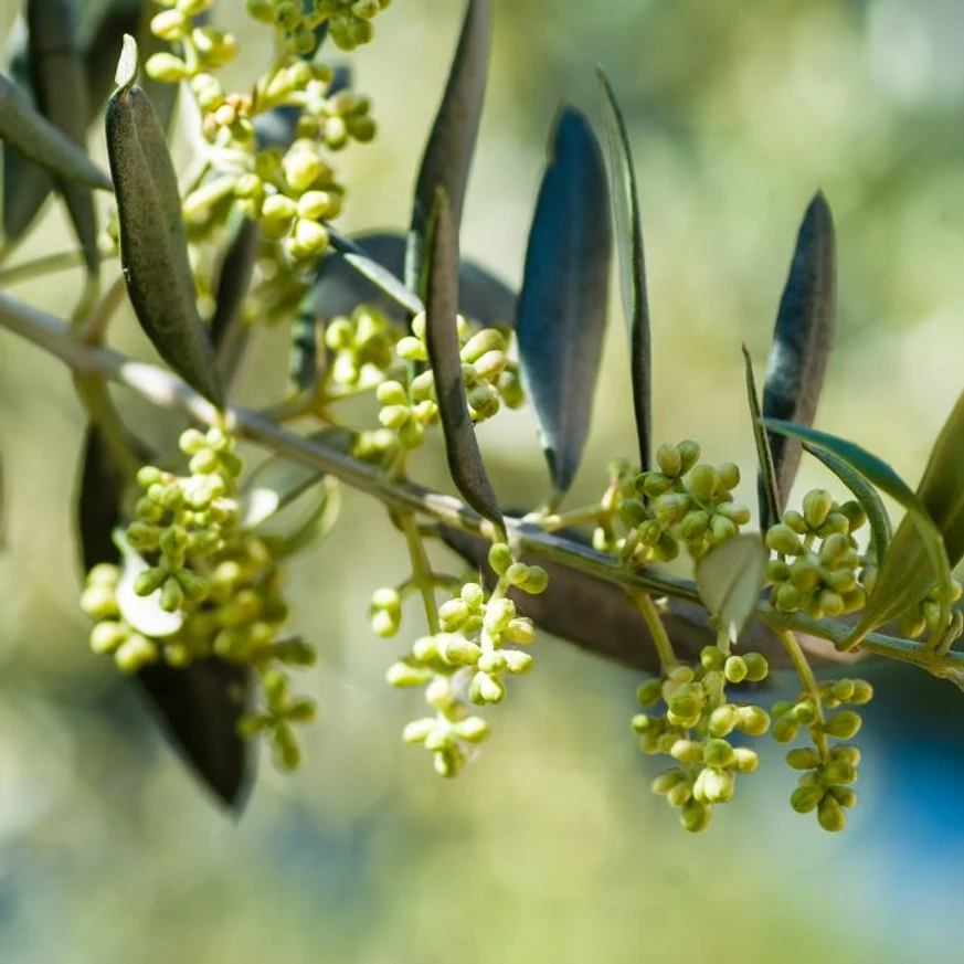 Olea europea hajtása, levelei és virágzata.