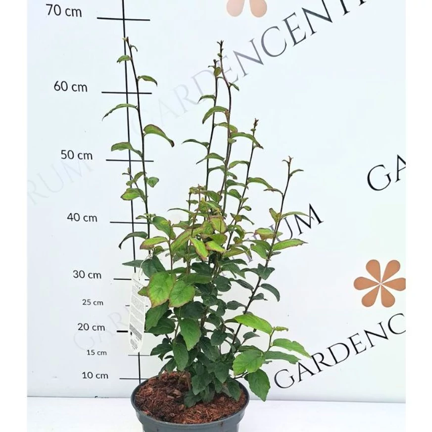 Parrotia persica Persian Spire varázsfa mérete kertészetünkben.