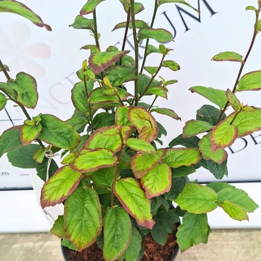 Persian Spire perzsa varázsfa lombkoronája ősszel.