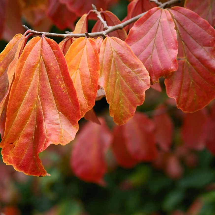 Parrotia persica perzsa varázsfa levelei ősszel.