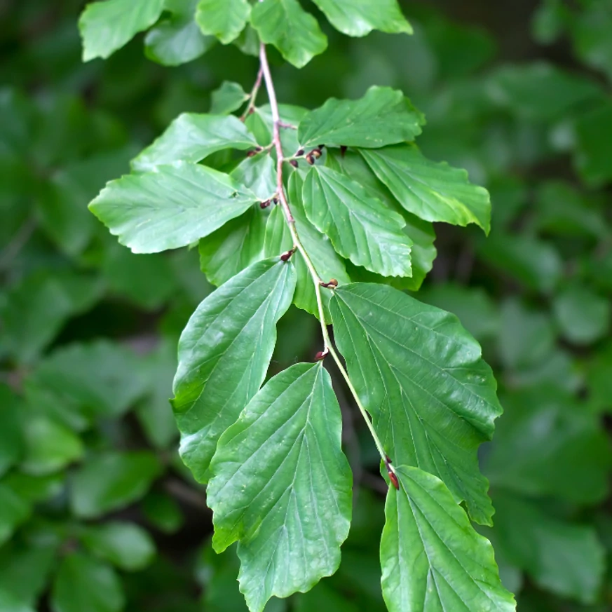 Parrotia persica perzsa varázsfa levelei a vegetációban, zöld állapotban.