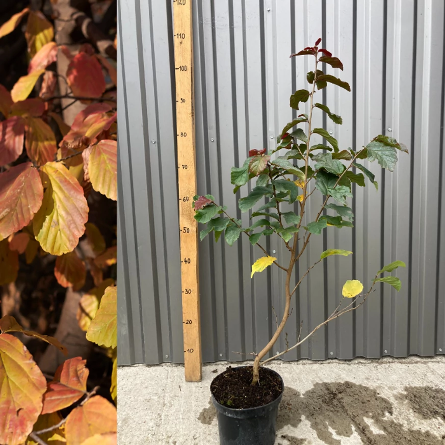 Parrotia persica Perzsa varázsfa konténeres díszfa.