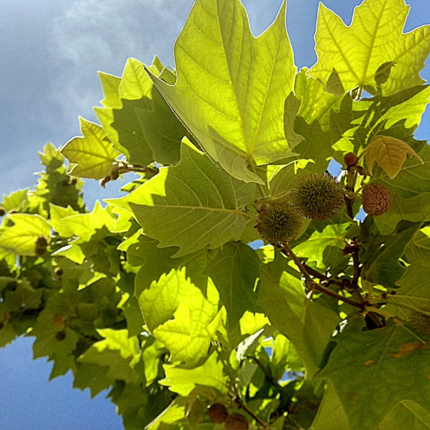 Platanus acerifolia juharlevelű platán lombozata.