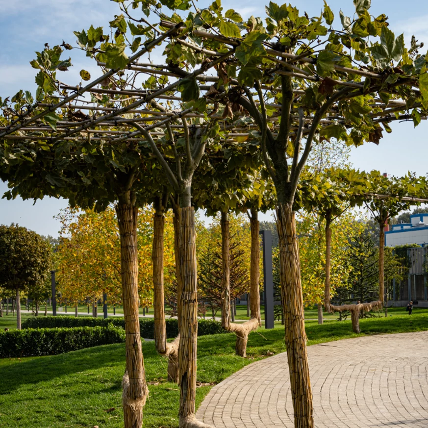 Platanus x acerifolia K9,5 - Juharlevelű platán