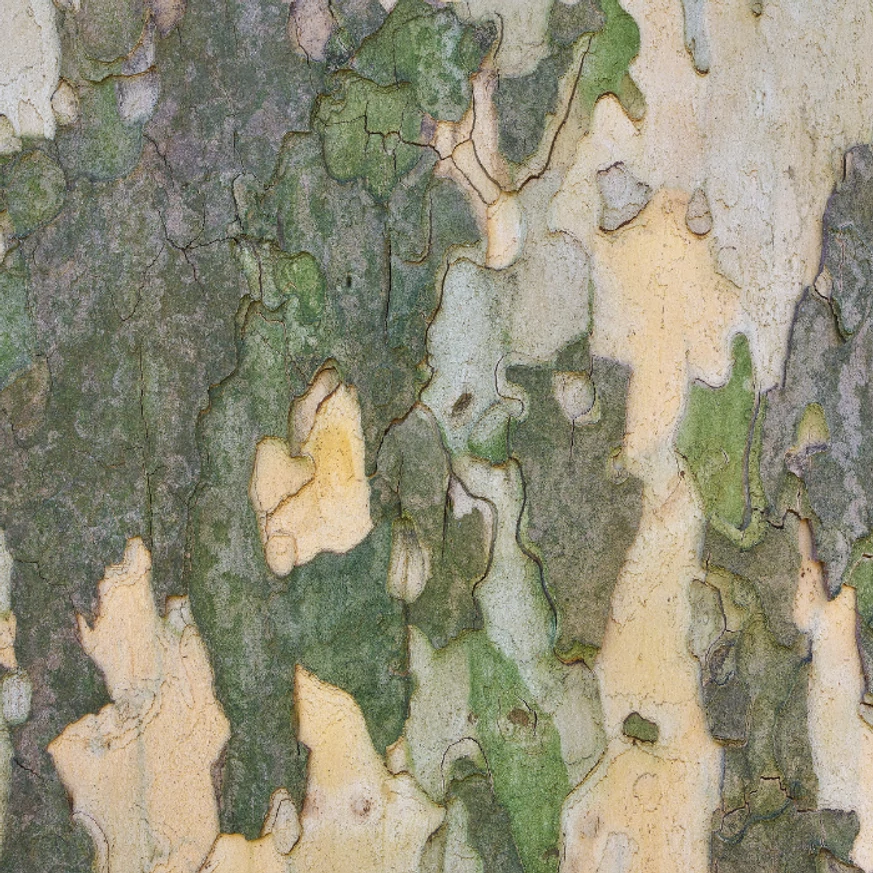 Platanus x acerifolia K9,5 - Juharlevelű platán